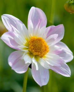 Dahlia Teesbrooke Audrey2